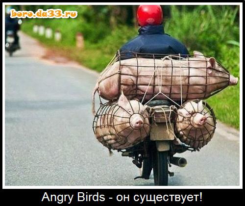 Angry Birds -  !