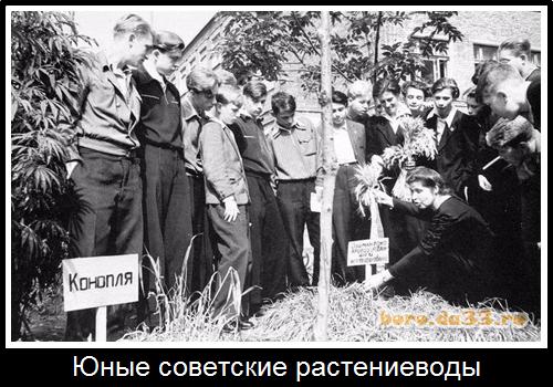Юные советские растениеводы