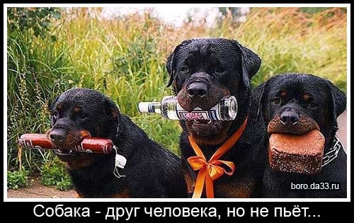 Собака друг человека, но не пьёт