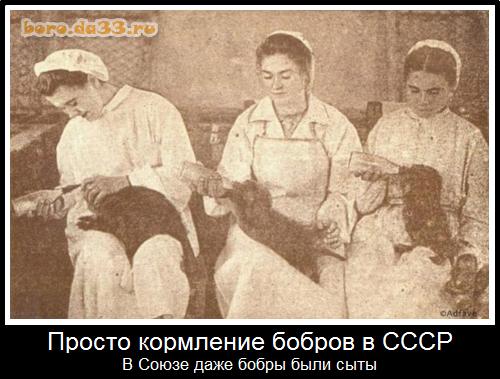 Просто кормление бобров в СССР В Союзе даже бобры были сыты