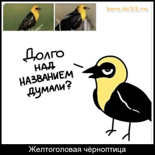 Желтоголовая чёрноптица