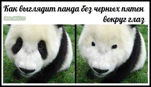 Как выглядит панда без чёрных пятен вокруг глаз