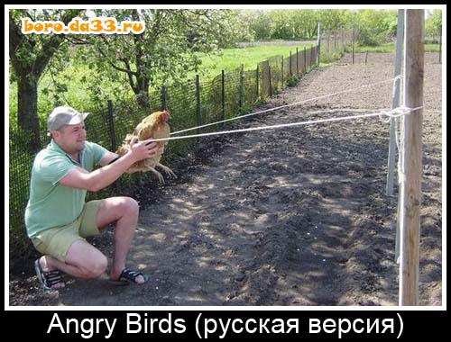 Angry Birds ( )